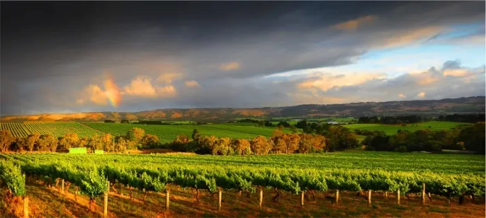Framed Print : McClarenvale vineyards Fleurieu Peninsula South Australia