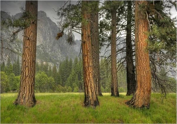 The meadow at Yosemite national park, California, USA