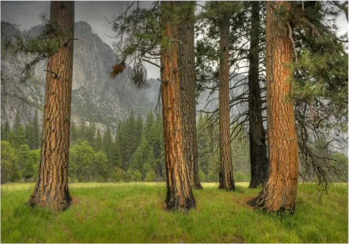Framed Print : The meadow at Yosemite national park, California, USA Framed Print : The meadow at Yosemite national park, California, USA