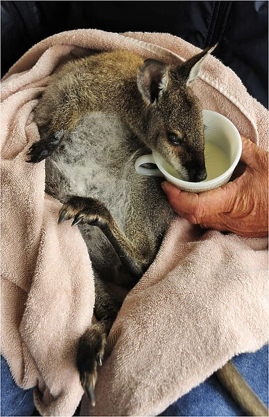 Mealtime of milk for a baby Bennetts Wallaby