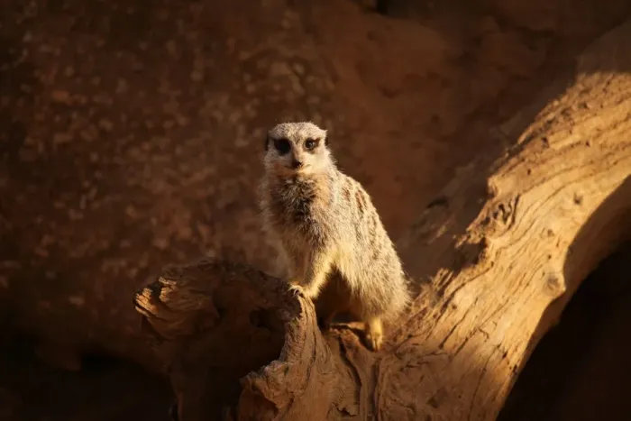 Framed Print : Meerkat on log Framed Print : Meerkat on log