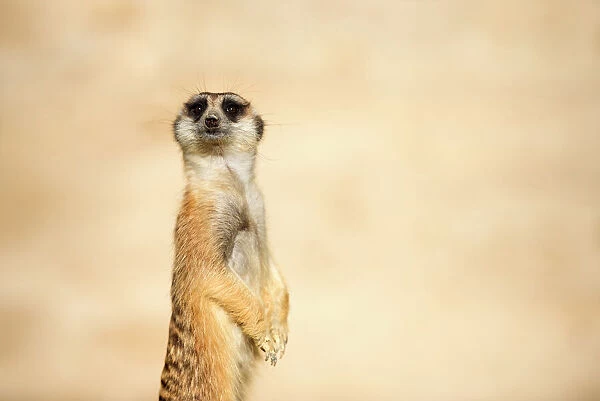 meerkat with desert sand behind it