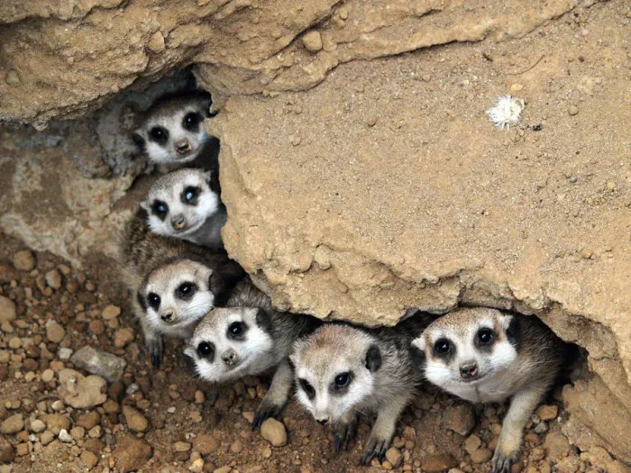 Framed Print : Meerkat together