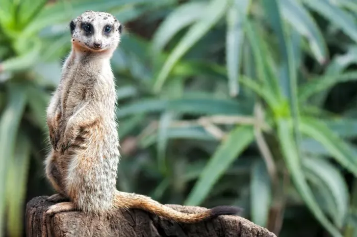 Framed Print : Meerkat standing on hind legs