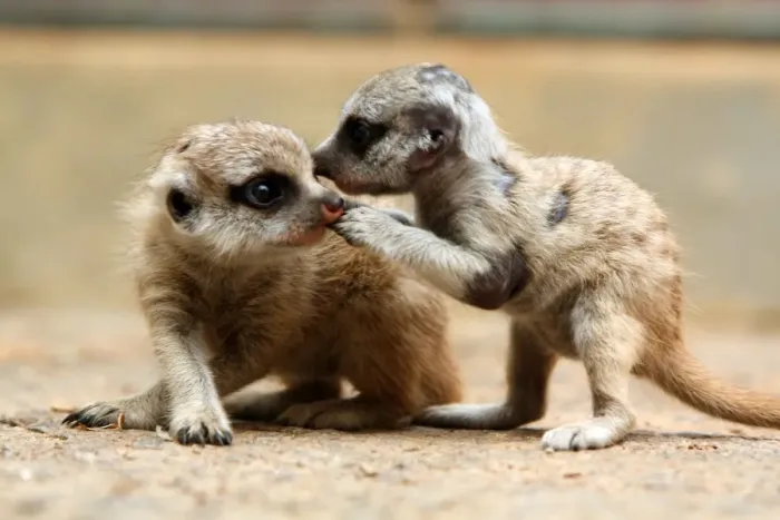 Framed Print : Meerkat pups