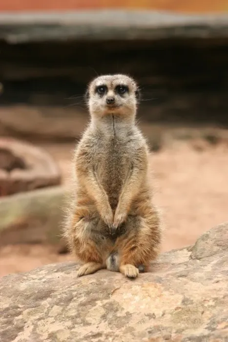 Framed Print : Meerkat standing on stone