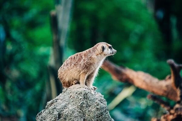 meerkat on the top of stone