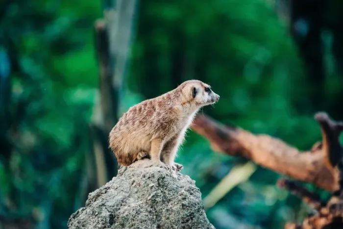 Framed Print : meerkat on the top of stone Framed Print : meerkat on the top of stone