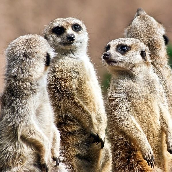 Meerkats. Four meerkats standing up, looking cute, at Melbourne Zoo