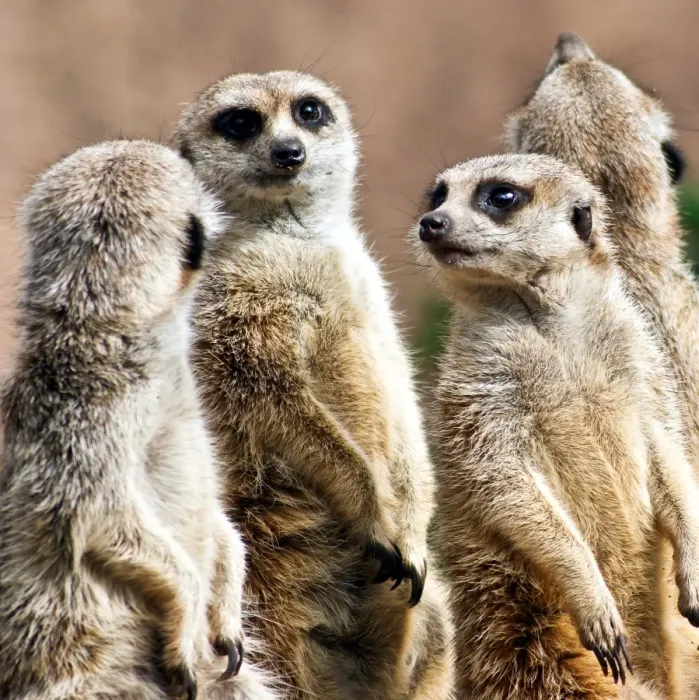Framed Print : Meerkats. Four meerkats standing up, looking cute, at Melbourne Zoo Framed Print : Meerkats. Four meerkats standing up, looking cute, at Melbourne Zoo