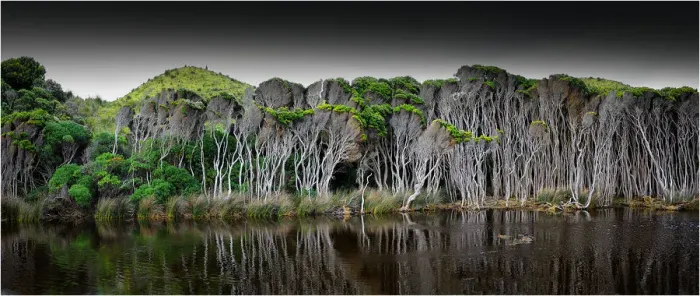 Framed Print : Melaleuca, swampland, King Island, Bass Strait, Tasmania, Australia Framed Print : Melaleuca, swampland, King Island, Bass Strait, Tasmania, Australia