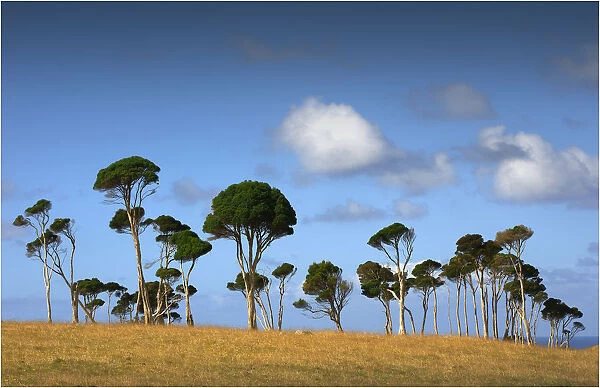 Melaleuca trees, so typical of the native foliage on King Island, Bass Strait, Tasmania, Australia