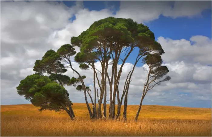 Framed Print : Melaleuca trees, so typical of the native foliage on King Island, Bass Strait, Tasmania, Australia Framed Print : Melaleuca trees, so typical of the native foliage on King Island, Bass Strait, Tasmania, Australia