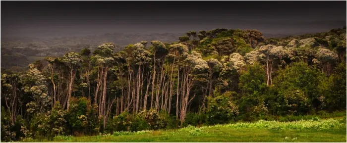 Framed Print : Melaleuca trees, so typical of the native foliage on King Island, Bass Strait, Tasmania, Australia