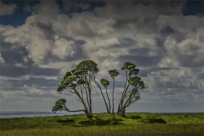 Framed Print : Melaleuca trees, so typical of the native foliage on King Island, Bass Strait, Tasmania, Australia Framed Print : Melaleuca trees, so typical of the native foliage on King Island, Bass Strait, Tasmania, Australia