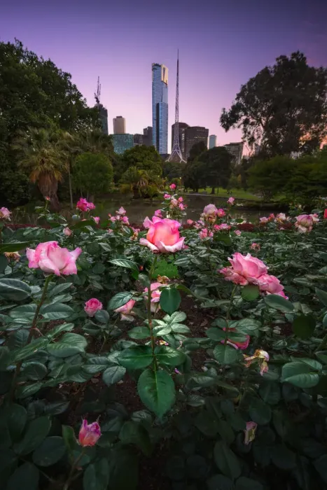 Framed Print : Melbourne City Flowers Framed Print : Melbourne City Flowers
