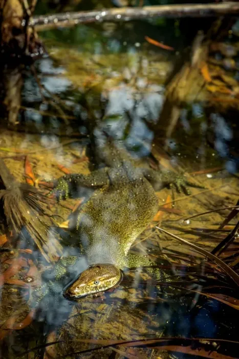 Framed Print : Mertenss water monitor Framed Print : Mertenss water monitor