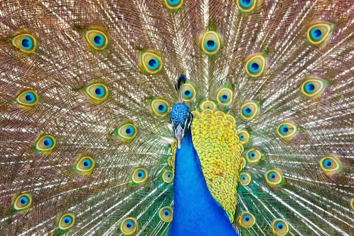 Framed Print : Mesmerised feathers Framed Print : Mesmerised feathers