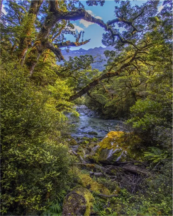 Framed Print : The Milford Track and Clinton River Valley in the South Island of New Zealand