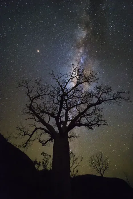 Framed Print : Milky way over boab tree