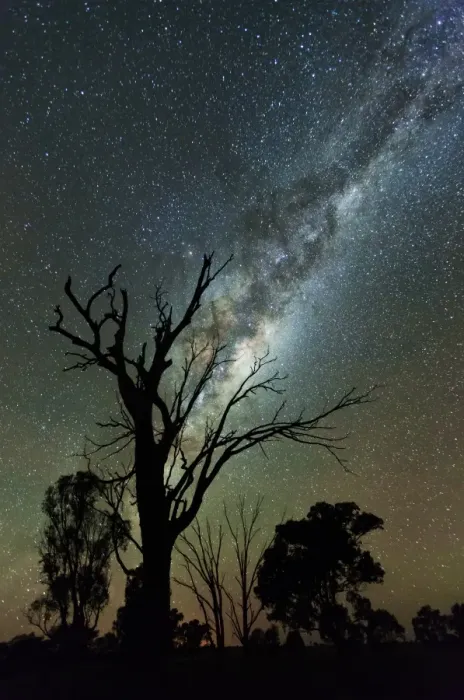 Framed Print : Milky Way Gum Tree