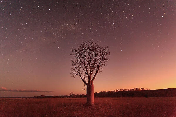 Milky Way and night sky over a Boab Tree. Parry Lagoons Nature Reserve. The Kimberley. Western Australia