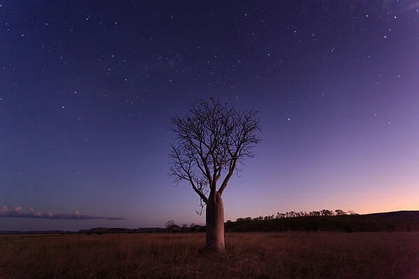 Milky Way, stars and night sky over a Boab Tree. Parry Lagoons Nature Reserve