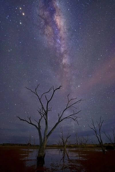 milkyway and stars at night with dead tree at a swamp