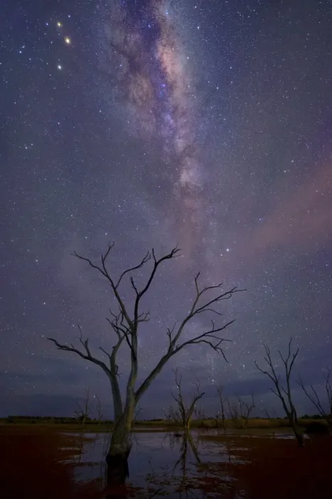 Framed Print : milkyway and stars at night with dead tree at a swamp Framed Print : milkyway and stars at night with dead tree at a swamp