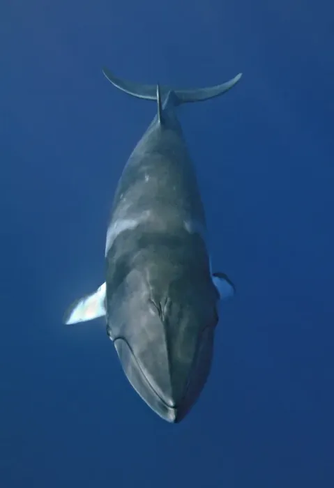 Framed Print : Minke whale