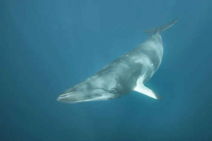Framed Print : Minke Whale Framed Print : Minke Whale