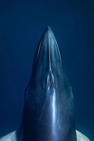 Minke Whale Underwater