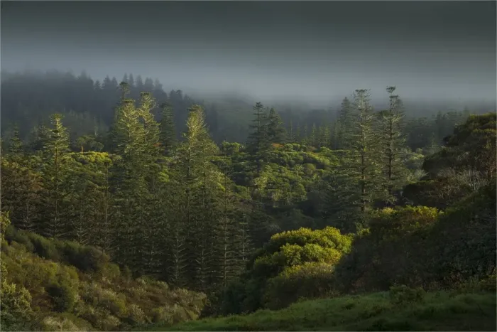 Framed Print : Mist rising from the national park after rain, Norfolk Island