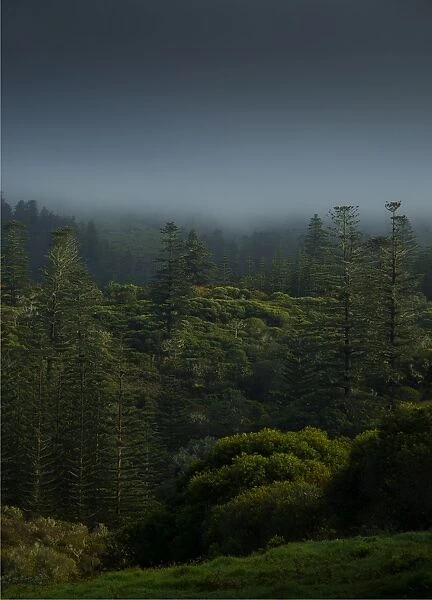 Mist rising from the national park after rain, Norfolk Island