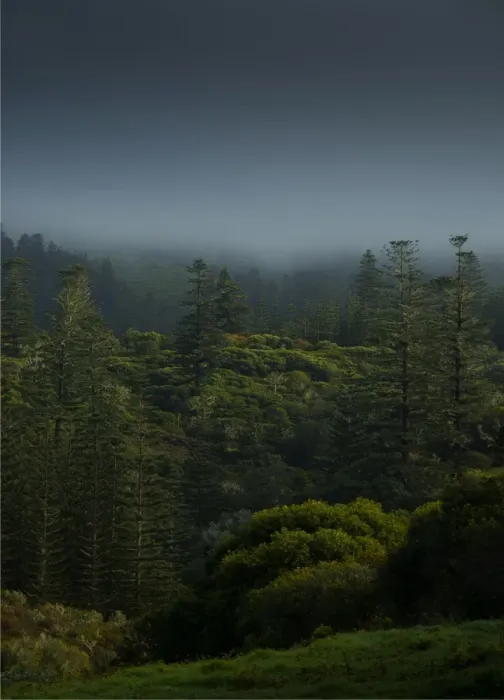 Framed Print : Mist rising from the national park after rain, Norfolk Island Framed Print : Mist rising from the national park after rain, Norfolk Island