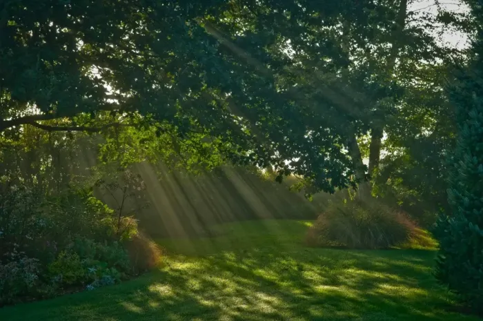 Framed Print : Mist and sunlight in garden