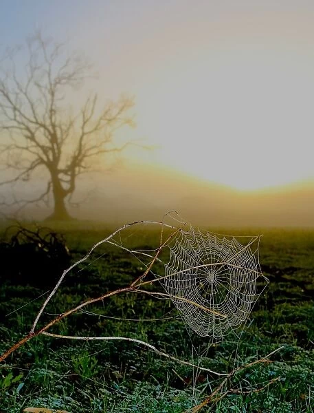 Misty Cobweb