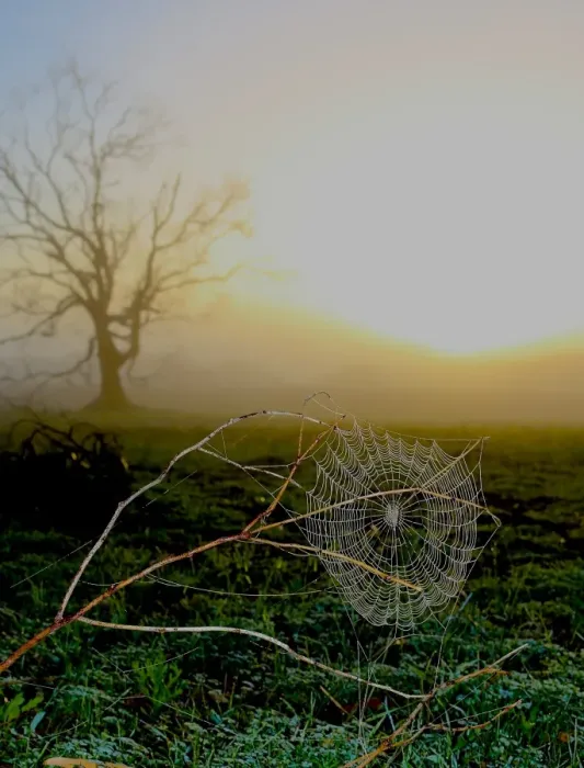 Framed Print : Misty Cobweb Framed Print : Misty Cobweb