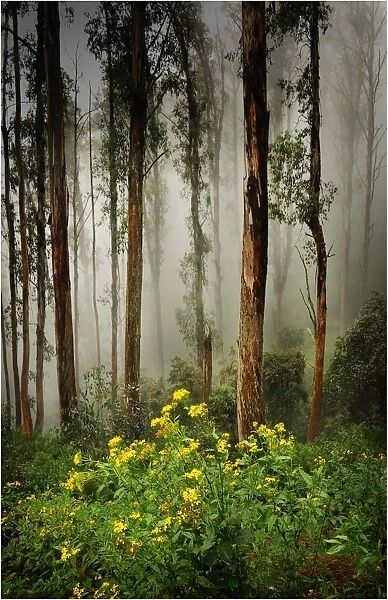 Misty conditions on Mount Buller, Victoria, Australia