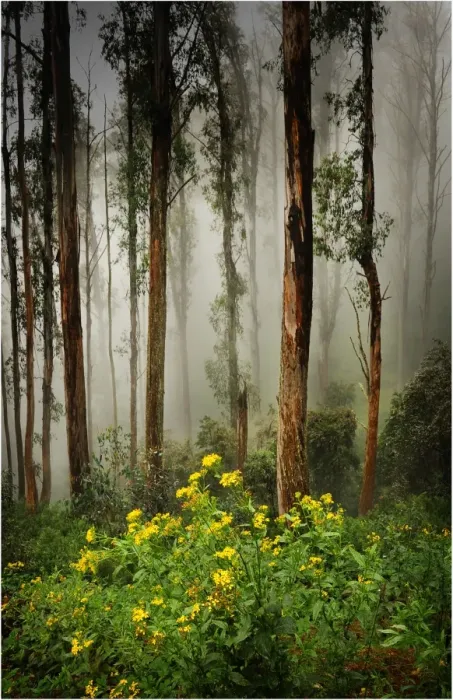 Framed Print : Misty conditions on Mount Buller, Victoria, Australia Framed Print : Misty conditions on Mount Buller, Victoria, Australia