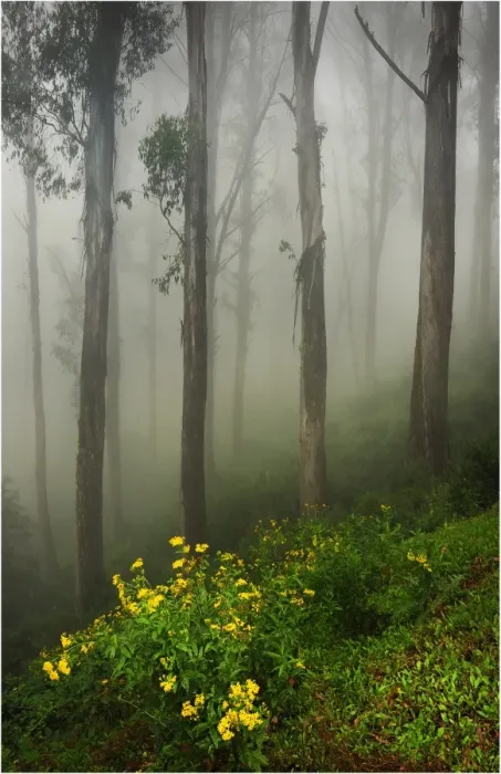 Framed Print : Misty conditions during winter on Mount Buller, Victoria, Australia