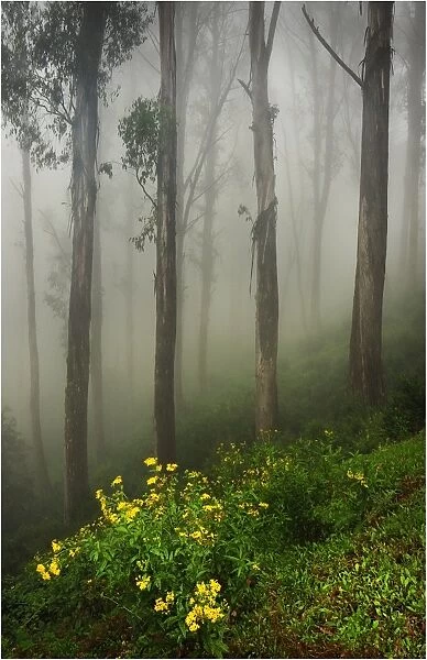 Misty conditions during winter on Mount Buller, Victoria, Australia