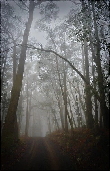 Misty dawn on a country road near Macedon, Victoria, Australia