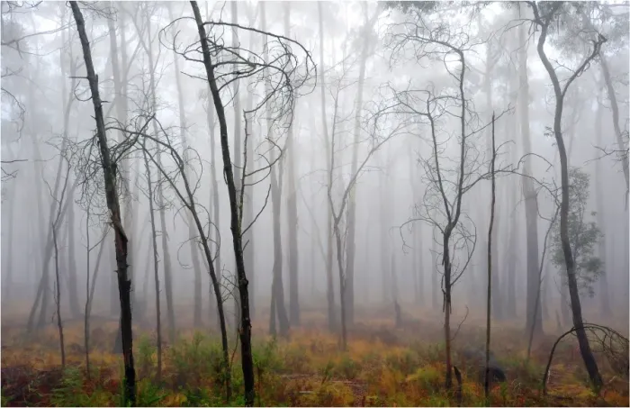 Framed Print : Misty dawn, Mount Macedon, Victoria, Australia