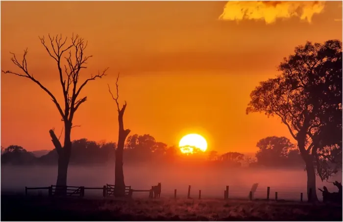 Framed Print : A misty dawn in the rural area of Carrum downs, Victoria, Australia