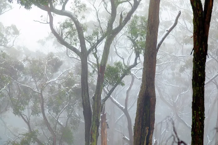 Framed Print : Misty, Fog amongst the Eucalyptus trees of the Australian bush