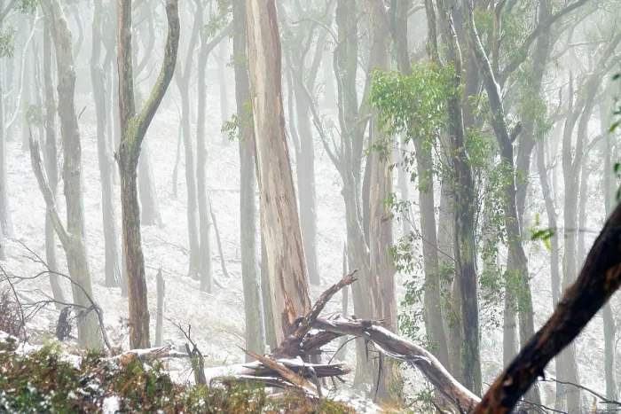 Framed Print : Misty, Fog amongst the Eucalyptus trees of the Australian bush Framed Print : Misty, Fog amongst the Eucalyptus trees of the Australian bush