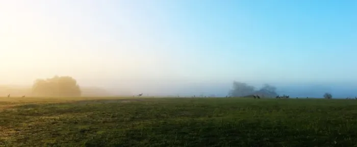 Framed Print : Misty mornig with the kangaroos Framed Print : Misty mornig with the kangaroos