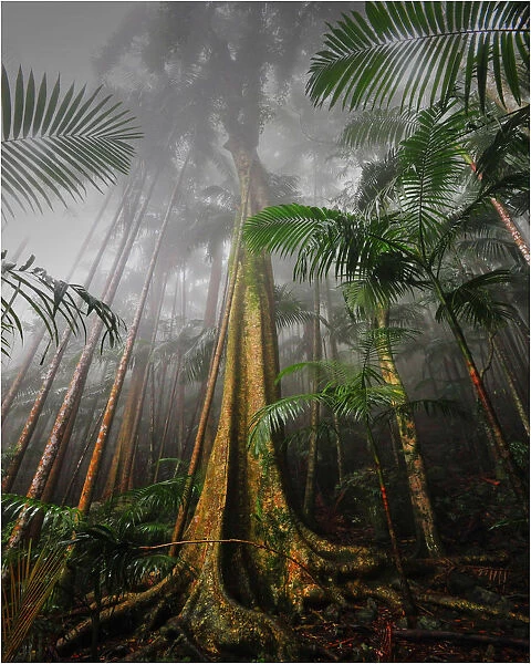 A misty morning in the rainforest, Mount Tamborine, south east Queensland, Australia