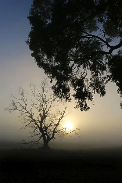 Misty Morning Sunrise Silhouetted Trees